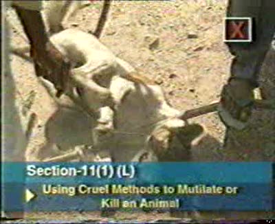 cruelty on animals. What comprises Animal Cruelty?